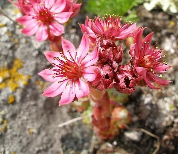 Dama Bianca Valtournenche