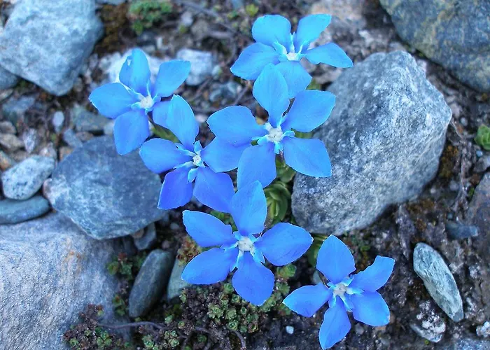 Hotel Dama Bianca Valtournenche